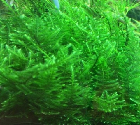 Mech Taiwan Moss Kubek 5cm In Vitro Piękny Mech Taiwan Moss Kubek 5cm In Vitro Piękny