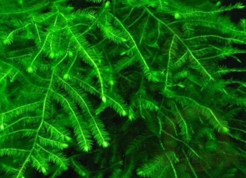 Mech Taiwan Moss Kubek 5cm In Vitro Piękny Mech Taiwan Moss Kubek 5cm In Vitro Piękny