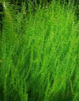 Mech Stringy Moss Porcja 30 gałązek In Vitro Piękny