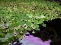 Salvinia Natans Salwinia Pływająca Kubek 10cm In Vitro Piękna