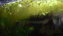Salvinia Natans Salwinia Pływająca Kubek 10cm In Vitro Piękna