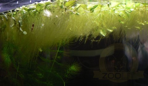 Salvinia Natans Salwinia Pływająca Kubek 10cm In Vitro Piękna Salvinia Natans Salwinia Pływająca Kubek 10cm In Vitro Piękna