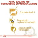 Royal Canin Yorkshire Terrier Adult karma sucha dla psów dorosłych rasy yorkshire terrier 3kg
