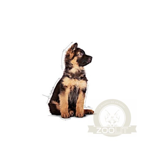 Royal Canin Maxi Puppy karma mokra w sosie dla szczeniąt, od 2 do 15 miesiąca życia, ras dużych saszetka 140g