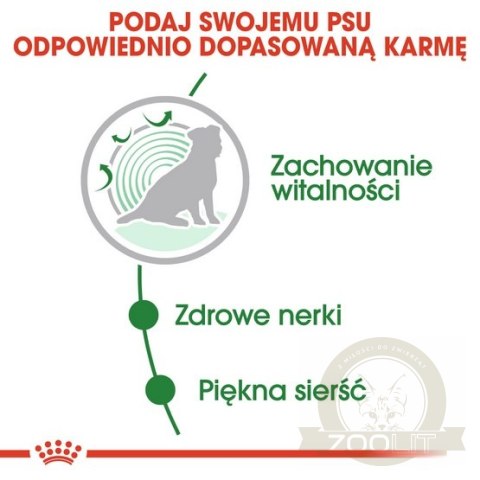 Royal Canin Mini Ageing karma mokra w sosie dla psów dojrzałych po 8 roku życia, ras małych saszetka 85g Royal Canin Mini Ageing karma mokra w sosie dla psów dojrzałych po 8 roku życia, ras małych saszetka 85g