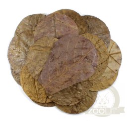 Tantora Cattapa Leaves Liście Ketapangu Nano 15Szt.