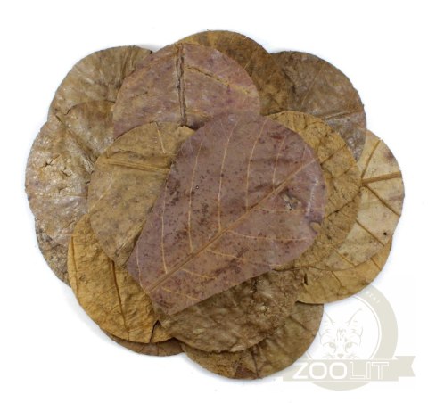 Tantora Cattapa Leaves Liście Ketapangu Nano 15Szt. Tantora Cattapa Leaves Liście Ketapangu Nano 15Szt.