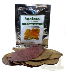 Tantora Cattapa Leaves Liście Ketapang M 10Szt.