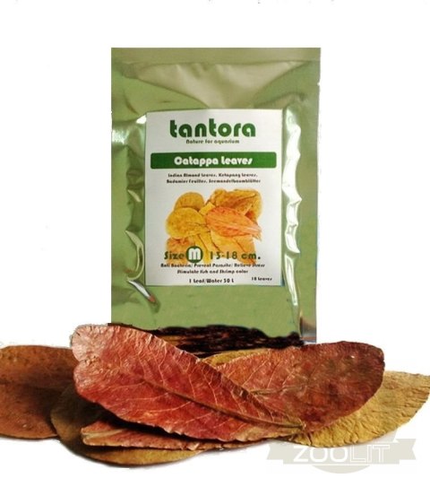 Tantora Cattapa Leaves Liście Ketapang M 10Szt. Tantora Cattapa Leaves Liście Ketapang M 10Szt.