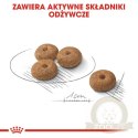 Royal Canin Mini Sterilised karma sucha dla psów dorosłych, ras małych, sterylizowanych 3kg