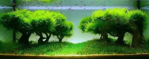 Seachem Flourish Advance 50ml - przyspiesza wzrost roślin Seachem Flourish Advance 50ml - przyspiesza wzrost roślin