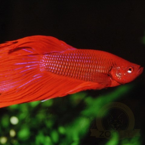 JBL Pronovo Betta Flakes S 20ml - pokarm dla bojowników w płatkach JBL Pronovo Betta Flakes S 20ml - pokarm dla bojowników w płatkach