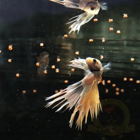 JBL Pronovo Betta Grano S 20ml - pokarm dla bojowników w granulacie JBL Pronovo Betta Grano S 20ml - pokarm dla bojowników w granulacie