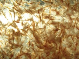 Ocean Nutrition Brine Shrimp Eggs 50g - jaja artemii