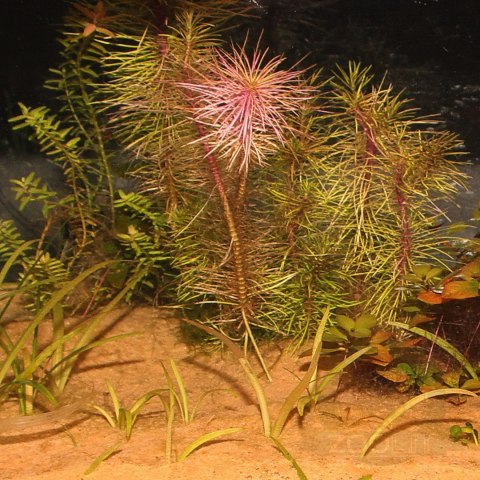 JBL Sansibar Orange 5kg - podłoże drobne