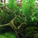 YOKUCHI HAISUI BASE 0,5L - podłoże drenażowe do terrarium