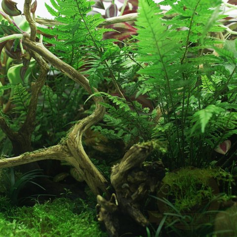 YOKUCHI HAISUI BASE 0,5L - podłoże drenażowe do terrarium YOKUCHI HAISUI BASE 0,5L - podłoże drenażowe do terrarium
