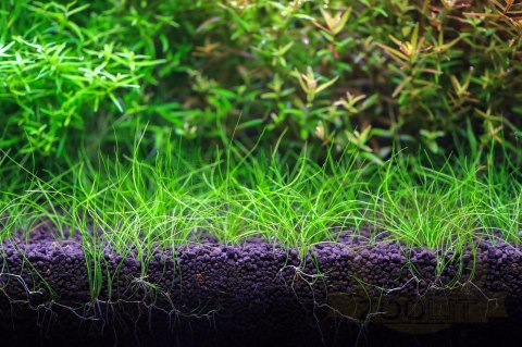 NEO Soil Shrimp Powder 3l - drobne podłoże do krewetkariów NEO Soil Shrimp Powder 3l - drobne podłoże do krewetkariów