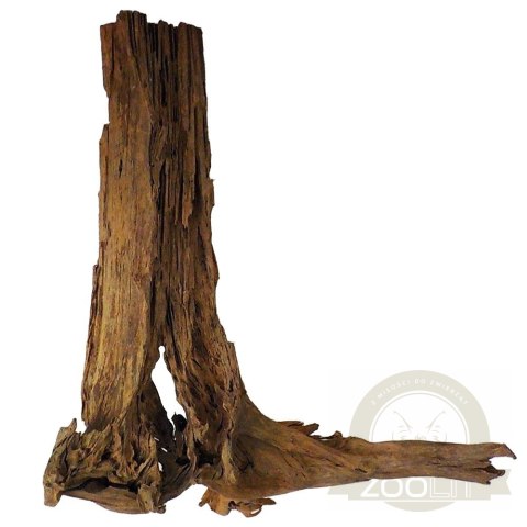 Philippines Classic Driftwood - drzewo mangrowca z wody XXL 70cm - 110cm
