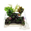 SunSun Aqua Paludarium 30 l - zestaw paludarium