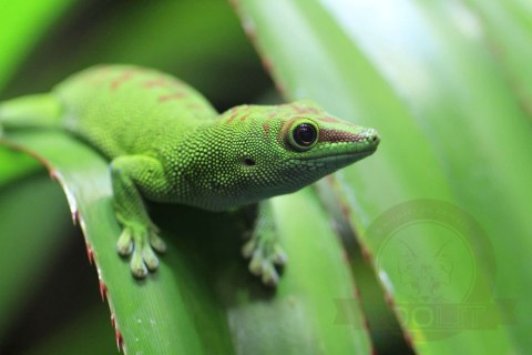 Repti-Zoo Terrarium AK 21x21x30 Repti-Zoo Terrarium AK 21x21x30