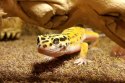 Repti-Zoo Terrarium AK 21x21x30