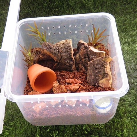 Terrario Insect Box Compact 12x12x7cm Terrario Insect Box Compact 12x12x7cm