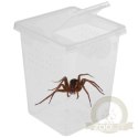 Terrario Insect Box High - plastikowe terrarium 9x9x11cm