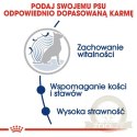 Royal Canin Maxi Ageing 8+ karma sucha dla psów dojrzałych, po 8 roku życia, ras dużych 15kg