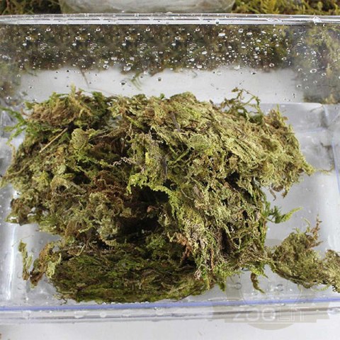 Repti-Zoo Chile's Sphagnum moss - mech torowiec 4,5l Repti-Zoo Chile's Sphagnum moss - mech torowiec 4,5l