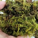 Repti-Zoo Chile's Sphagnum moss - mech torowiec 4,5l