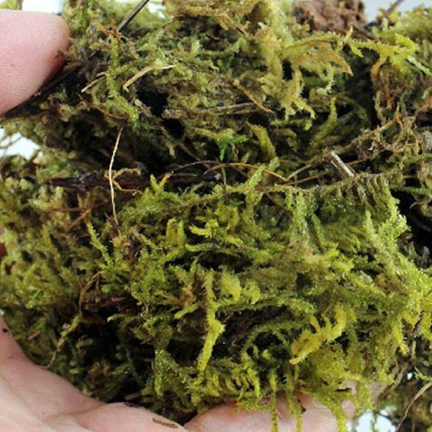 Repti-Zoo Chile's Sphagnum moss - mech torowiec 4,5l Repti-Zoo Chile's Sphagnum moss - mech torowiec 4,5l