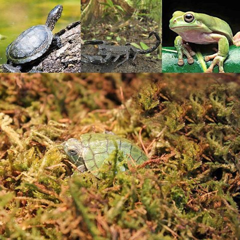 Repti-Zoo Chile's Sphagnum moss - mech torowiec 4,5l Repti-Zoo Chile's Sphagnum moss - mech torowiec 4,5l