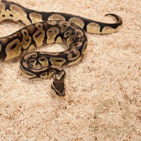 Zoomed Aspen Snake 4.4l - podłoże dla węży Zoomed Aspen Snake 4.4l - podłoże dla węży