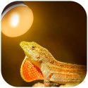 Repti-Zoo Mini Daylight Spot NANO 25W - żarówka grzewcza 2 sztuki
