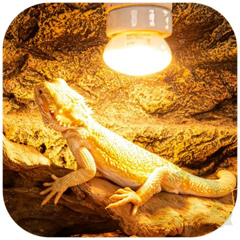 Repti-Zoo Mini Daylight Spot NANO 25W - żarówka grzewcza 2 sztuki Repti-Zoo Mini Daylight Spot NANO 25W - żarówka grzewcza 2 sztuki