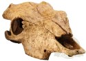 EXO TERRA Buffalo Skull (czaszka bawoła)