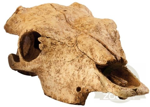 EXO TERRA Buffalo Skull (czaszka bawoła) EXO TERRA Buffalo Skull (czaszka bawoła)