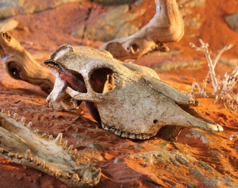 EXO TERRA Buffalo Skull (czaszka bawoła) EXO TERRA Buffalo Skull (czaszka bawoła)