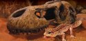 EXO TERRA T-Rex skull (czaszka dinozaura)