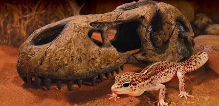 EXO TERRA T-Rex skull (czaszka dinozaura) EXO TERRA T-Rex skull (czaszka dinozaura)