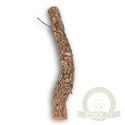 Gałąź z Dębu korkowego 40cm