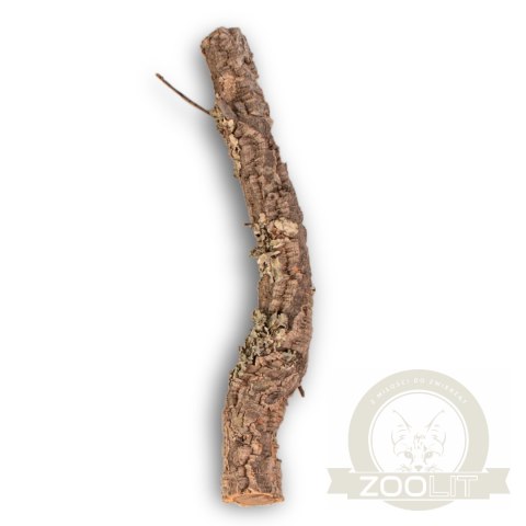 Gałąź z Dębu korkowego 40cm Gałąź z Dębu korkowego 40cm