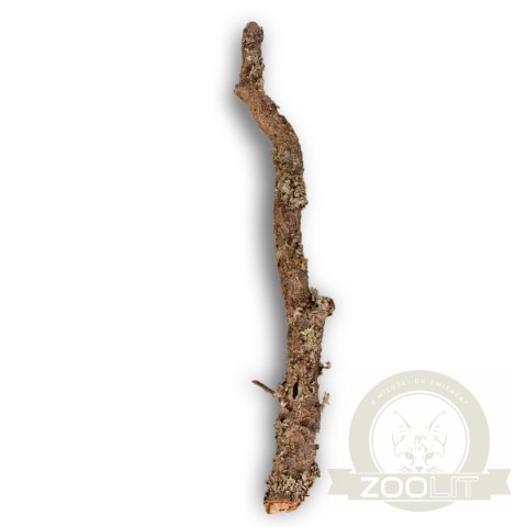 Gałąź z Dębu korkowego 40cm Gałąź z Dębu korkowego 40cm