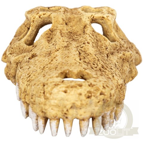 Repti-Zoo Crocodile Skull M - czaszka krokodyla Repti-Zoo Crocodile Skull M - czaszka krokodyla