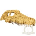 Repti-Zoo Crocodile Skull M - czaszka krokodyla