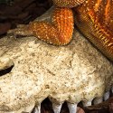 Repti-Zoo Crocodile Skull M - czaszka krokodyla