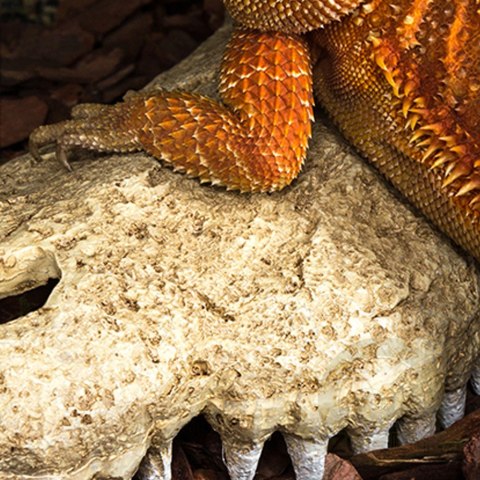 Repti-Zoo Crocodile Skull M - czaszka krokodyla Repti-Zoo Crocodile Skull M - czaszka krokodyla