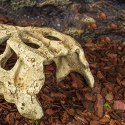 Repti-Zoo Crocodile Skull M - czaszka krokodyla