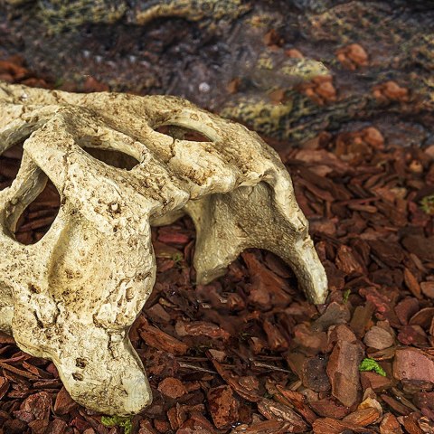 Repti-Zoo Crocodile Skull M - czaszka krokodyla Repti-Zoo Crocodile Skull M - czaszka krokodyla